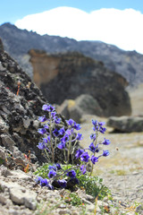 цветы горные