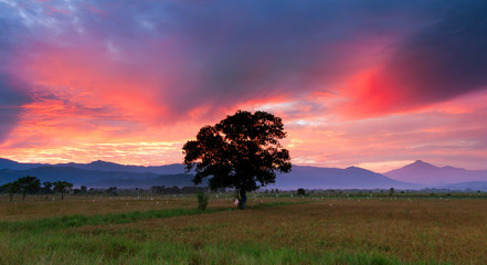 Fototapeta na wymiar Single tree on a paddy field at sunrise in Sabah,Malaysia,Borneo