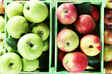 Juicy apples, close-up