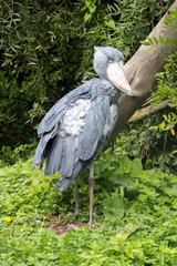 Shoebill - vertical