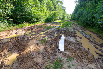 Muddy road in the forest