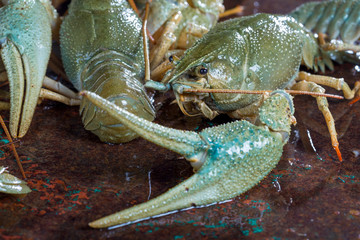 Live crayfish
