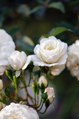 Obraz na płótnie Canvas White rose on dark background