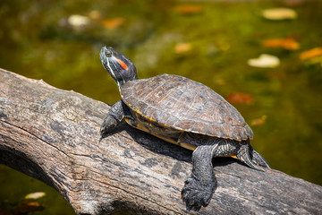 Obraz premium Painted turtle in wildlife