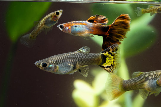 Guppy Multi Colored Fish