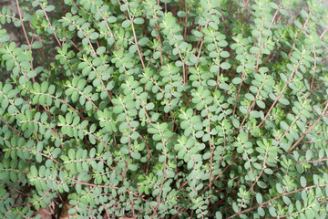 Euphorbia nutans also known as an eyebane or a nodding spurge