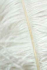 Ostrich feather on white background