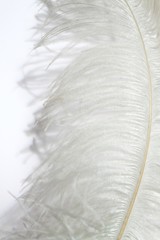 Ostrich feather on white background
