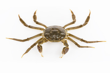 living hairy crab isolated