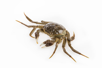 cyan living hairy crab