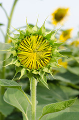 bud of sunflower