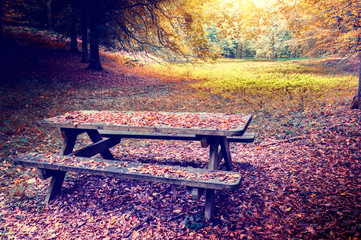 Lonely picnic place in autumn forest
