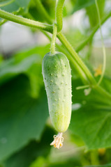Cucumber