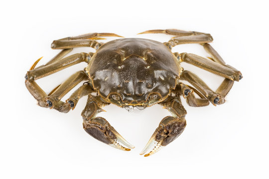 Freshwater Crab