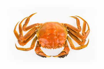 cooked crab isolated