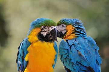 ルリコンゴウインコ
