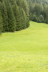 Fototapeta premium Meadow and forest in Trentino - Italy