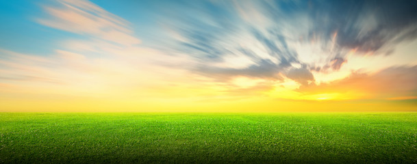 Field of green grass and sky