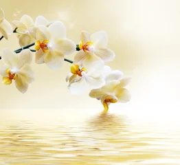 Photo sur Plexiglas Orchidée Belle orchidée blanche