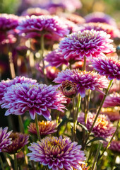 Colorful pink autumnal chrysanthemum background