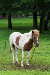 馬のポートレート