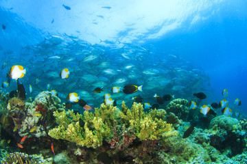 Obraz na płótnie Canvas Coral Reef and Fish