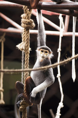 Red-shanked Douc