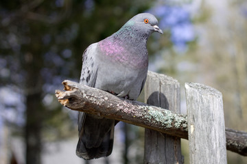 сизый голубь © eevlada