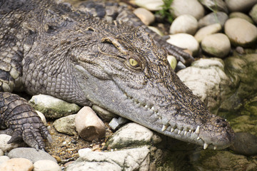 Close up The head of Crocodile