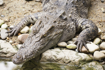 Close up The head of Crocodile
