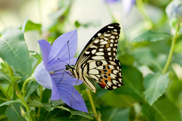 Obraz premium Butterfly feeding on a flower