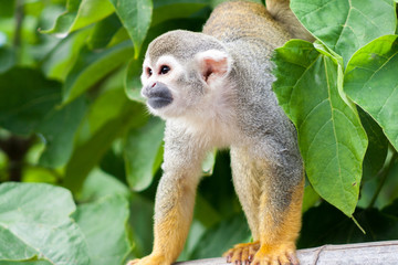 Common squirrel monkey