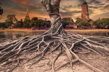 big root of banyan tree land scape of ancient and old  pagoda in