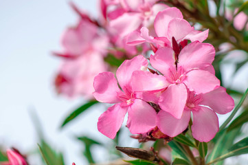 Fototapeta na wymiar Pink Oleander Flower close up