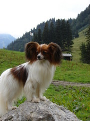Papillon Dog