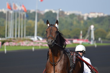 Obraz premium trotteur