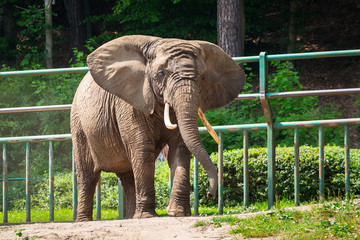 African elephant in the zoo