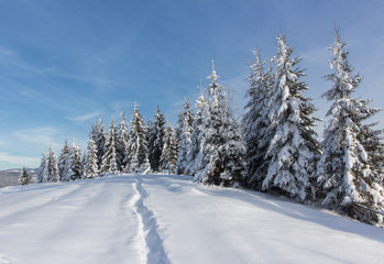 Winter in mountains Carpathians,