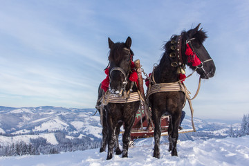 Horses in the winter mountains
