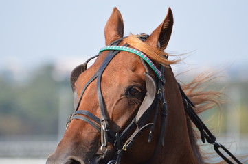 trotteur