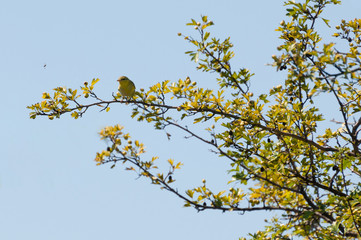 wren on a twig