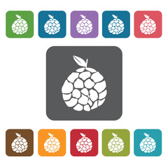 custard apple sign icon symbol set. Tropical fruits set. Rectang