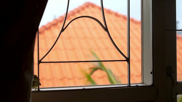 Caught Poor Little Bird on the Window.