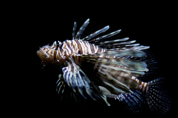 Lionfish, full shot