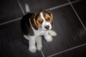 beagle puppy indoor
