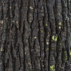Black bark textured