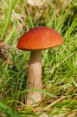 Aspen mushroom. Orange-cap boletus in the autumn forest