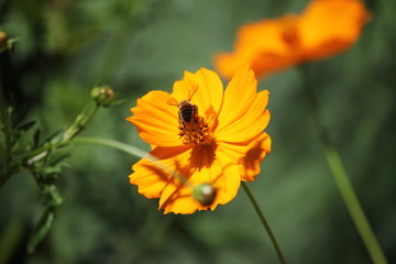 キバナコスモスとミツバチ