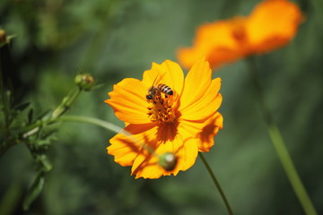 キバナコスモスとミツバチ