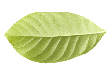 Fototapeta na wymiar Fresh green leaf isolated.